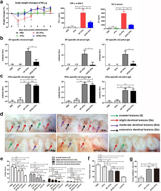 KFD2-rPAc induced a much lower systemic inflammatory response.jpg